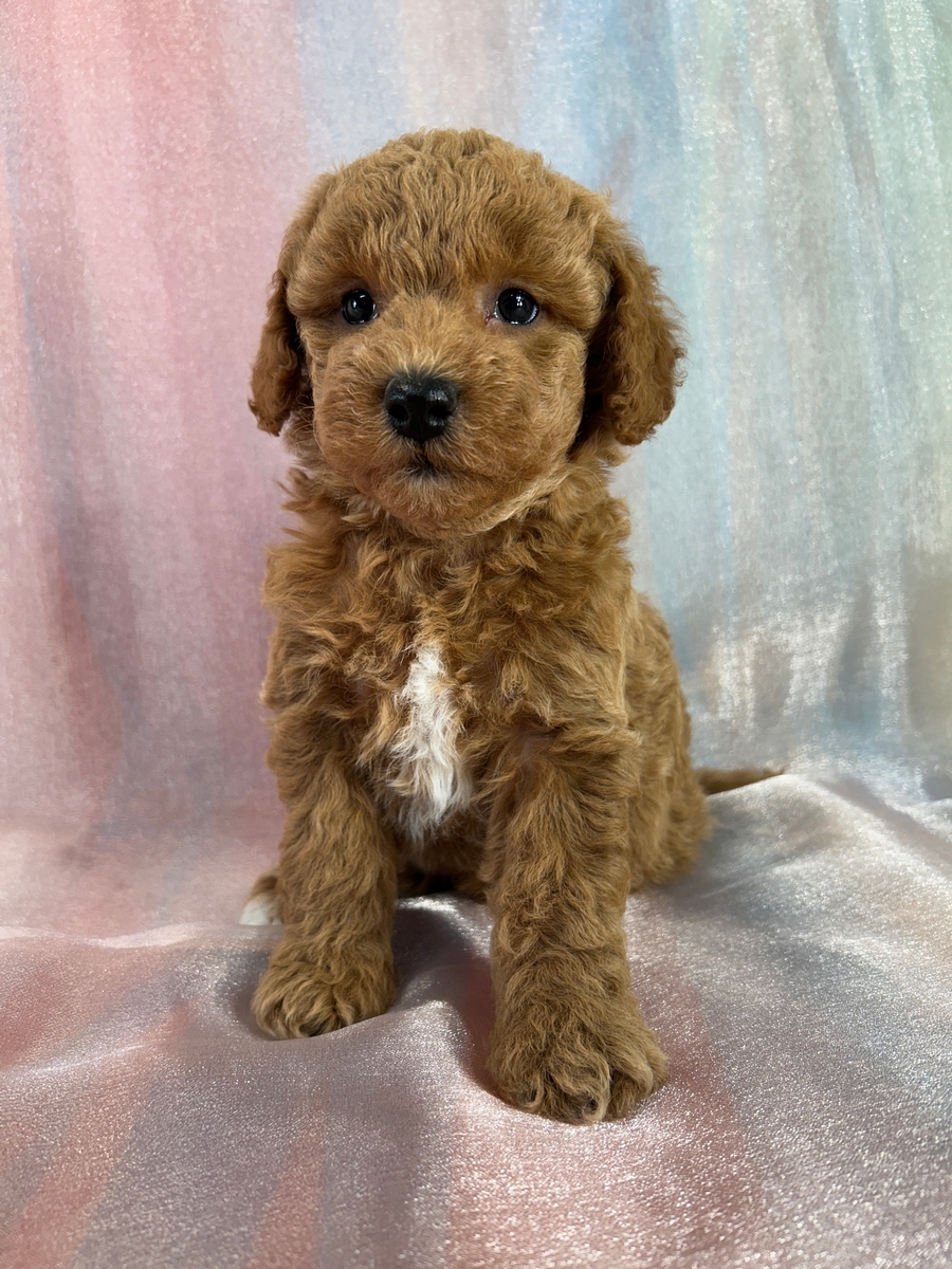 Female Bichon Poodle Puppy for Sale DOB 8-25-2025 $950